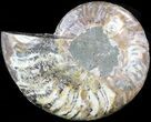 Agatized Ammonite Fossil (Half) #39623-1